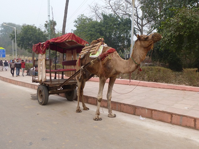 Kamel in der Parklücke