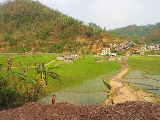 Reisfelder in Sankhe