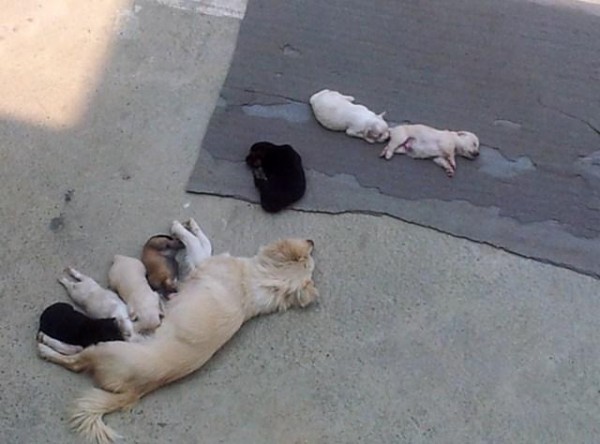 Unsere Hundemama mit ihren 8 Junghunden